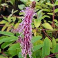 Sanguisorba  'Pink Elephant'